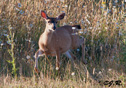 Odocoileus hemionus